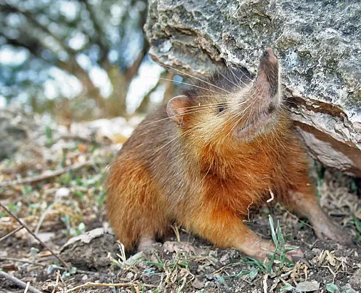 Hispaniolan Solenodon