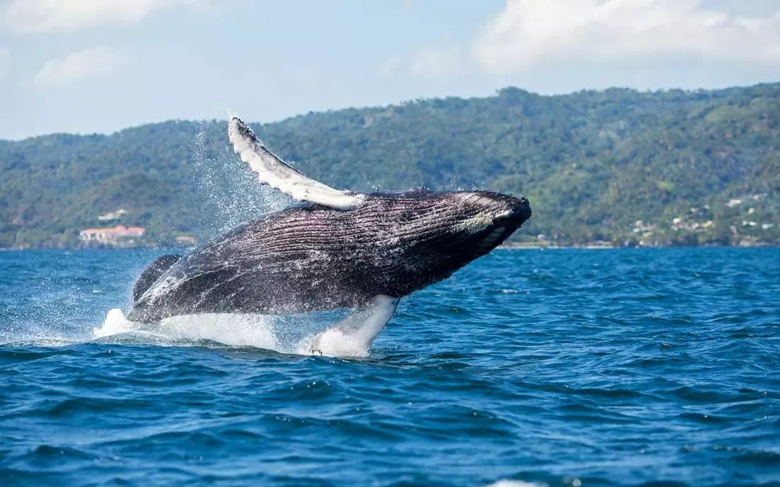 Humpback whale breacking in Samana Bay