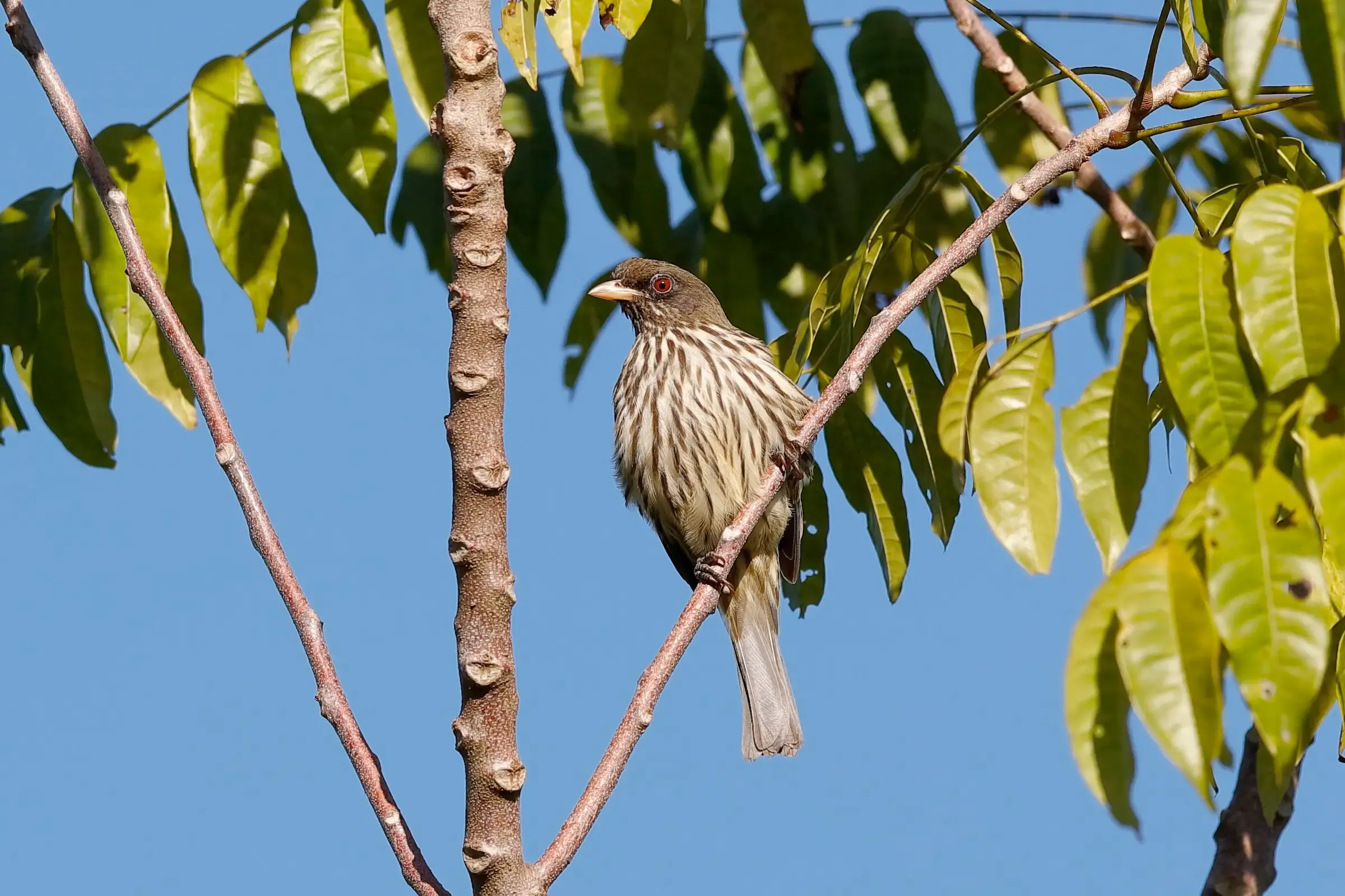 Palmchat